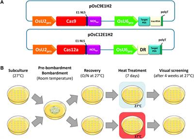 Editing efficiencies with Cas9 orthologs, Cas12a endonucleases, and temperature in rice